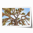 Joshua Tree landscape on a rolled canvas print, featuring earthy tones, ideal for art wall dining room.