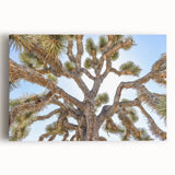 Black and white photo of Joshua Tree on stretched canvas, ideal for kitchen wall art.