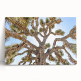 Black and white photograph of Joshua Tree on stretched canvas, ideal for kitchen wall art or bedroom ambiance.