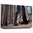 Acrylic print of a California Sequoia landscape, featuring rich green and earth tones, ideal for dining room decor.