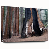 Acrylic print of a California Sequoia landscape, featuring rich green and earth tones, ideal for dining room decor.