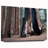 Large acrylic print of a California Sequoia forest in natural green and brown tones.