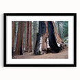 Abstract art print of colorful, textured California sequoia scenery, in a black frame with mat, ideal for living room decor.