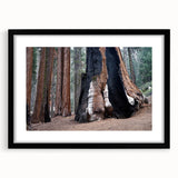 Abstract art print of colorful, textured California sequoia scenery, in a black frame with mat, ideal for living room decor.