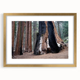 Extra large wall art featuring abstract textured depiction of California's Sequoia in muted earth tones, framed in gold.