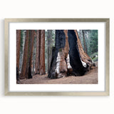 Textured art of abstract California sequoia in muted earth tones on a framed silver mat, suitable for bedroom decor.