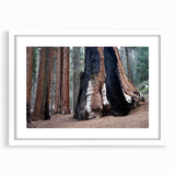 Abstract art print of California's Sequoia trees in muted green and brown tones, framed with a white mat.