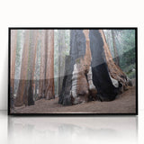 Large abstract wall art of California's Sequoia trees in muted earth tones, framed in black acrylic.