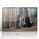 Framed acrylic print of California sequoias in golden hues, ideal for nursery wall art or modern decor.