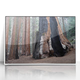 Acrylic print of a Sequoia tree in a minimalist style with muted green and brown tones, ideal for modern art wall decor.