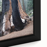 Extra large framed canvas featuring a textured depiction of California's Sequoia trees in a black and colorful art style.