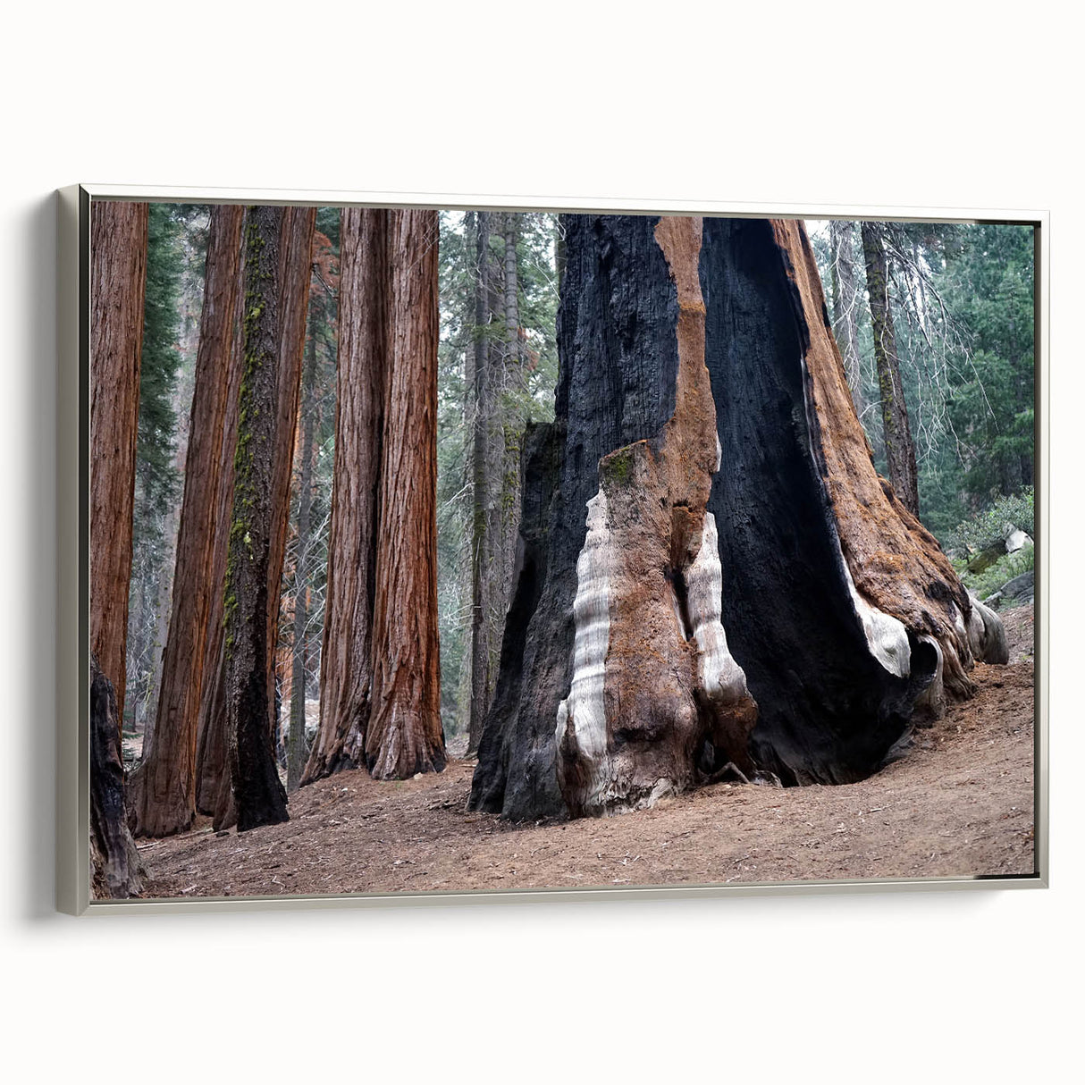 Framed canvas landscape art painting of California's Sequoia trees in rich green and brown tones.
