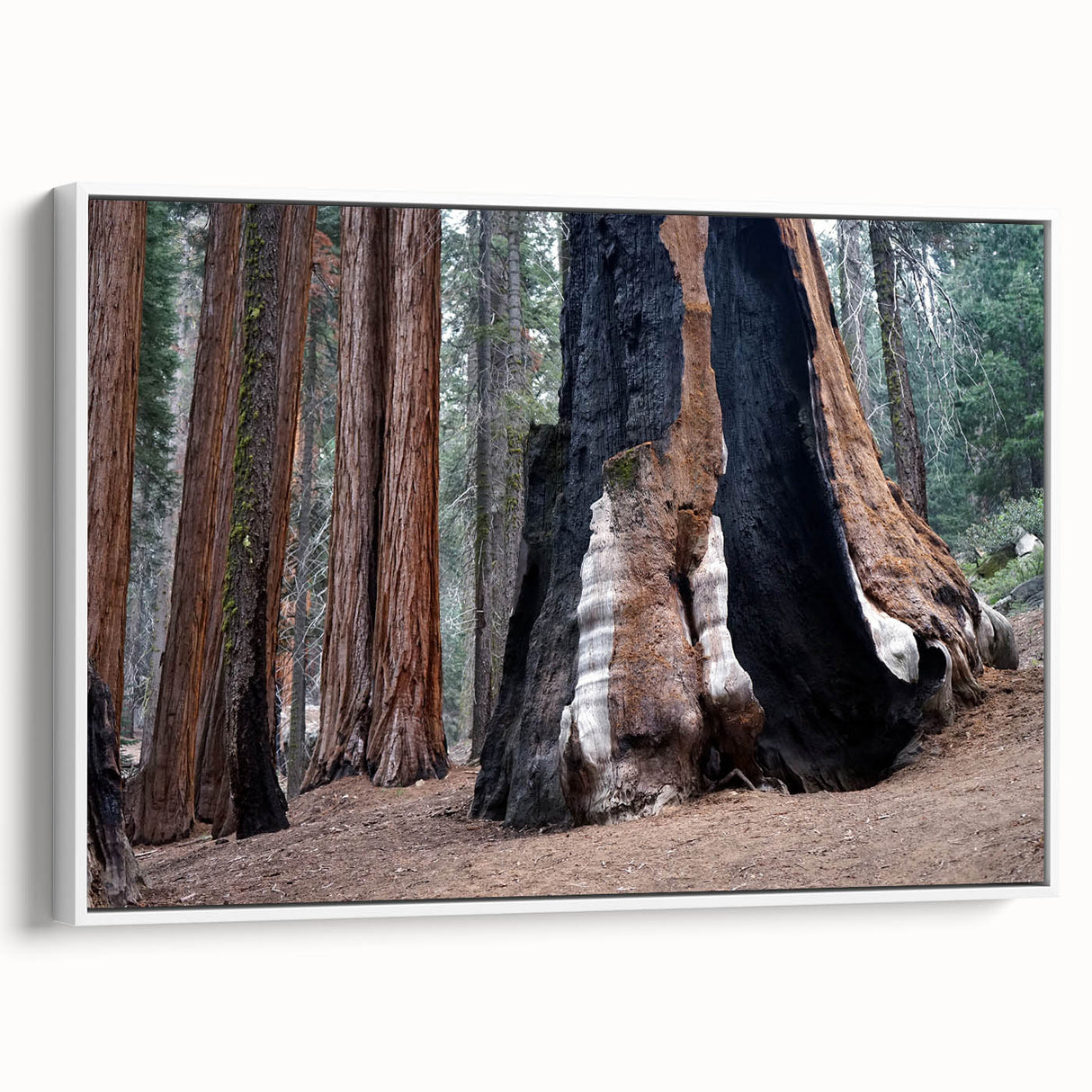Vintage poster art of California Sequoia on framed canvas, featuring earth tones, ideal for living room decor.