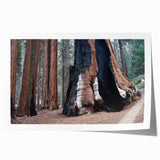Extra large rolled print of California's Sequoia trees in natural green tones, suitable for art wall dining room or bathroom.