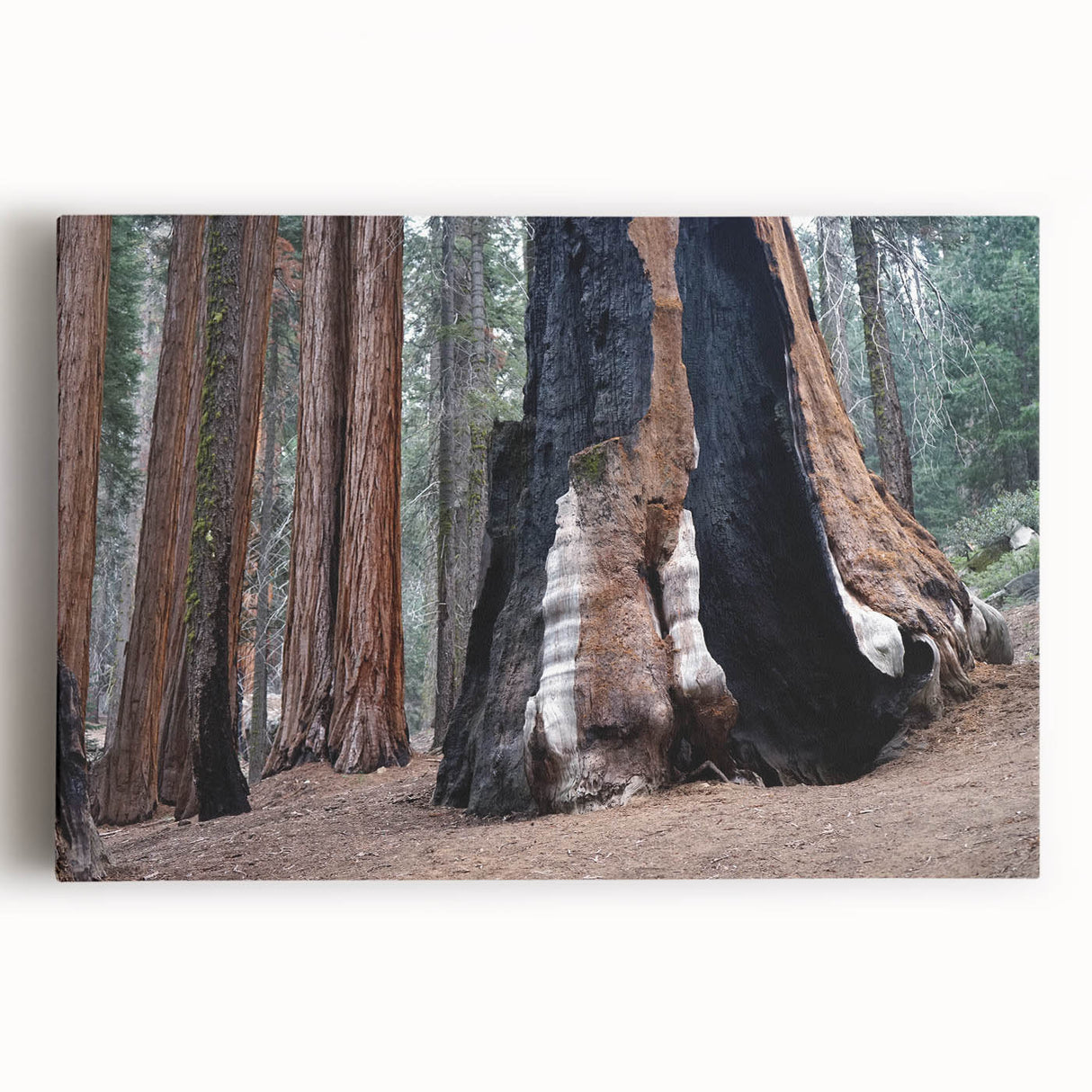 Black and white photograph of sequoia trees on stretched canvas, suitable for kitchen wall art.