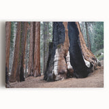 Black and white photograph of sequoia trees on stretched canvas, suitable for kitchen wall art.
