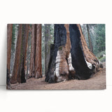 Black and white photograph of Sequoia trees on stretched canvas, ideal for kitchen wall art or bedroom ambiance.