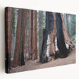 Large canvas print of California's Sequoia trees in natural green and brown tones, suitable for kitchen wall art.