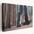 Large canvas print of California's Sequoia trees in natural green and brown tones, suitable for kitchen wall art.