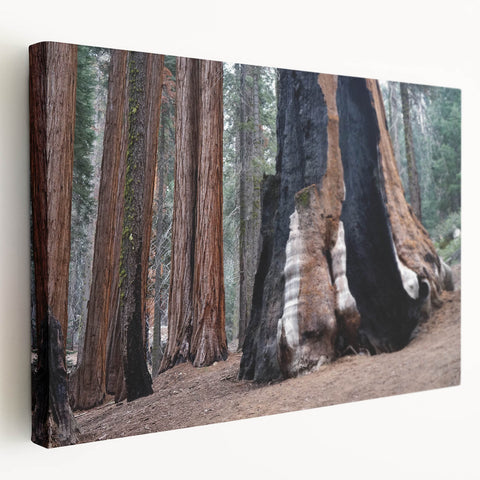 Large canvas print of California's Sequoia trees in natural green and brown tones, suitable for kitchen wall art.
