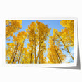 Rolled print of Aspen trees in autumn hues, suited for art wall dining room or classy bathroom.