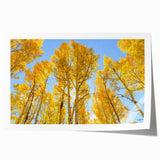 Rolled print of Aspen trees in autumn hues, suited for art wall dining room or classy bathroom.