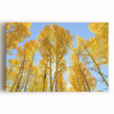 Black and white photograph of Aspen trees on large stretched canvas, ideal for kitchen wall art.