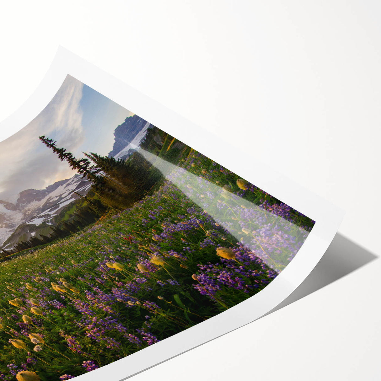 Extra large wall art featuring Mount Rainier with muted earth tones on a rolled print, suitable for large living room walls.