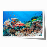 Extra large rolled print featuring the Great Barrier Reef in vibrant blue and green tones.