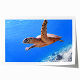 Extra large rolled print of a Fiji ocean scene, featuring vibrant blues and greens, ideal for dining room wall art.