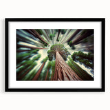 Extra large, colorful abstract art print of Sequoia trees on textured canvas, ideal for living room decor.