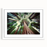 Abstract art print of a California Sequoia in muted green and brown tones, framed in white, suitable for dining room decor.