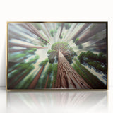 Large art print of a Sequoia forest in California, rendered in mid-century modernist style with a gold-framed acrylic finish.