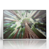 Acrylic print of Sequoia trees in muted earth tones, framed in white, suitable for modern art wall decor or a nursery.