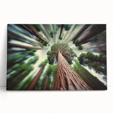 Black and white photo of sequoia trees on a large stretched canvas, ideal for kitchen wall art or bedroom ambiance.