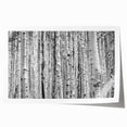 Rolled print of Aspen trees in autumn colors, ideal for art wall dining room or large bathroom decor.