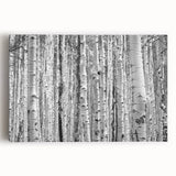 Black and white photograph of Aspen trees on stretched canvas, suitable as large kitchen wall art.