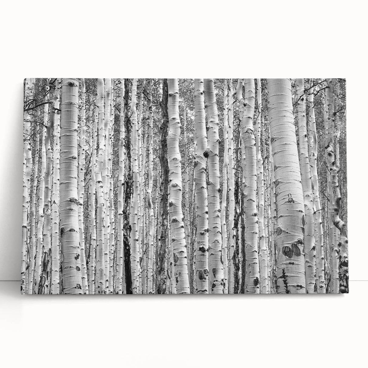 Black and white photograph of Aspen trees on stretched canvas, ideal for kitchen wall art or bedroom ambiance.