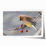 Extra large rolled print of Iowa scenery featuring muted earth tones.