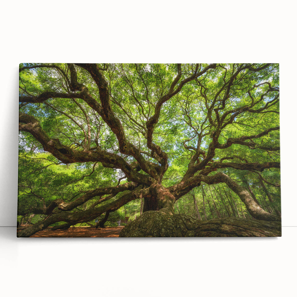 Black and white photo of Charleston scenery on stretched canvas, ideal for kitchen wall art or bedroom ambiance.