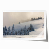 Extra large rolled print featuring a lush floral scene in Olympic, Washington.