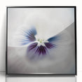 Framed Dining Room Prints - White and Violet Floral Artwork