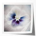Framed Dining Room Prints - White and Violet Floral Artwork