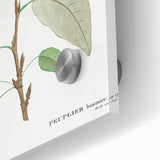 Neoclassical Balsam Poplar Print - Botanical Art from French Illustration