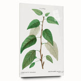 Neoclassical Balsam Poplar Print - Botanical Art from French Illustration