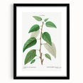 Neoclassical Balsam Poplar Print - Botanical Art from French Illustration