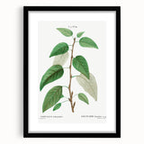 Neoclassical Balsam Poplar Print - Botanical Art from French Illustration