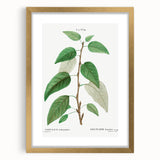 Neoclassical Balsam Poplar Print - Botanical Art from French Illustration