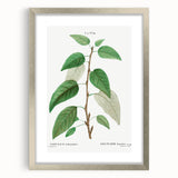 Neoclassical Balsam Poplar Print - Botanical Art from French Illustration