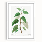Neoclassical Balsam Poplar Print - Botanical Art from French Illustration
